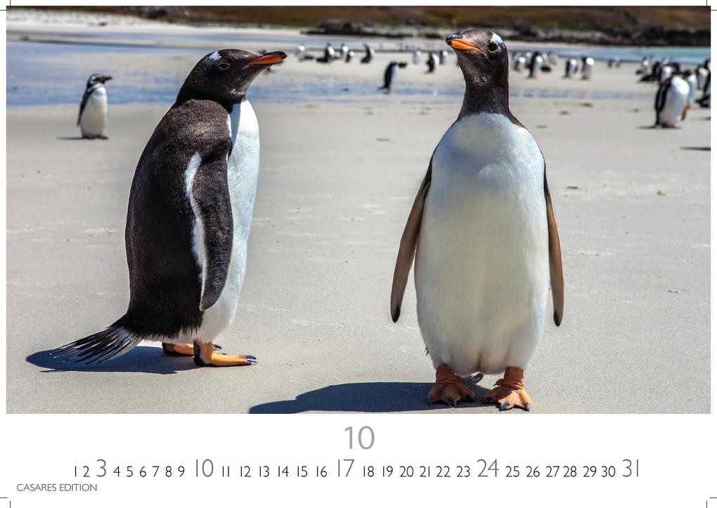 Weitere Ansicht: Pinguine Kalender 2027 - Wandkalender | Fotokalender Tierkalender 35x50cm Grosses Format | . mit niedlichen Pinguin-Motiven im antarktischen Lebensraum.