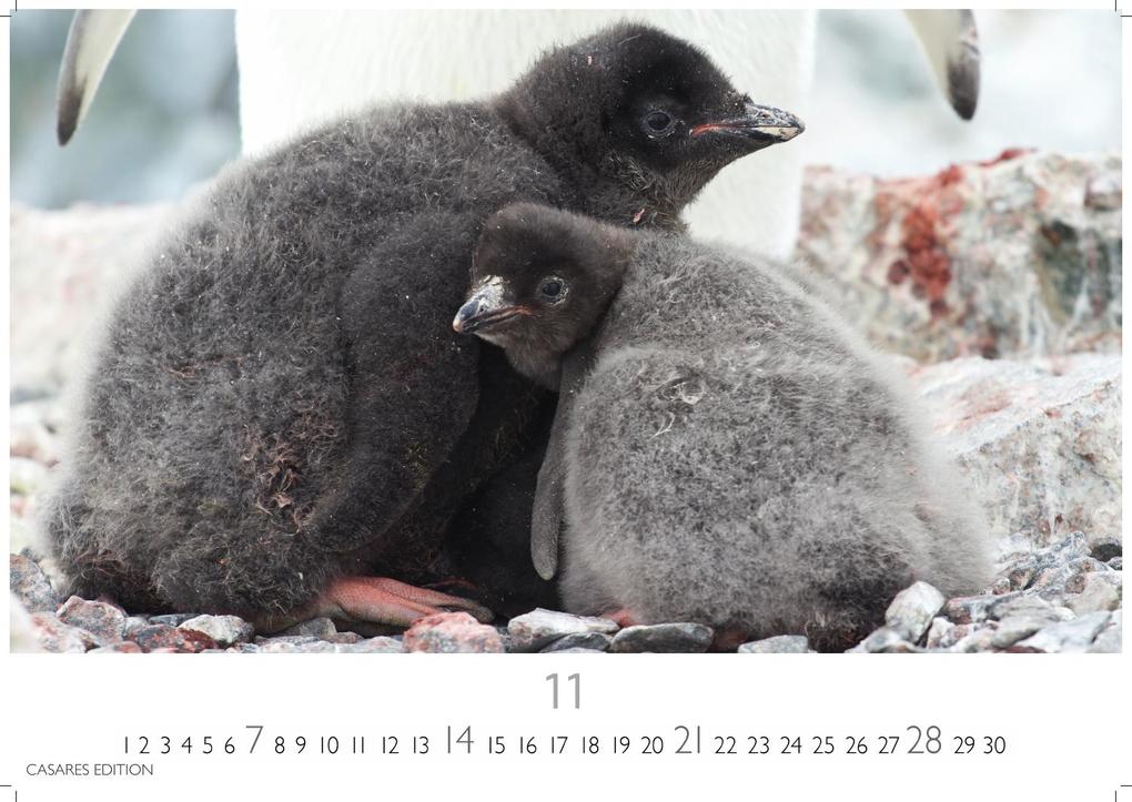Weitere Ansicht: Pinguine Kalender 2027 - Wandkalender | Fotokalender Tierkalender 35x50cm Grosses Format | . mit niedlichen Pinguin-Motiven im antarktischen Lebensraum.