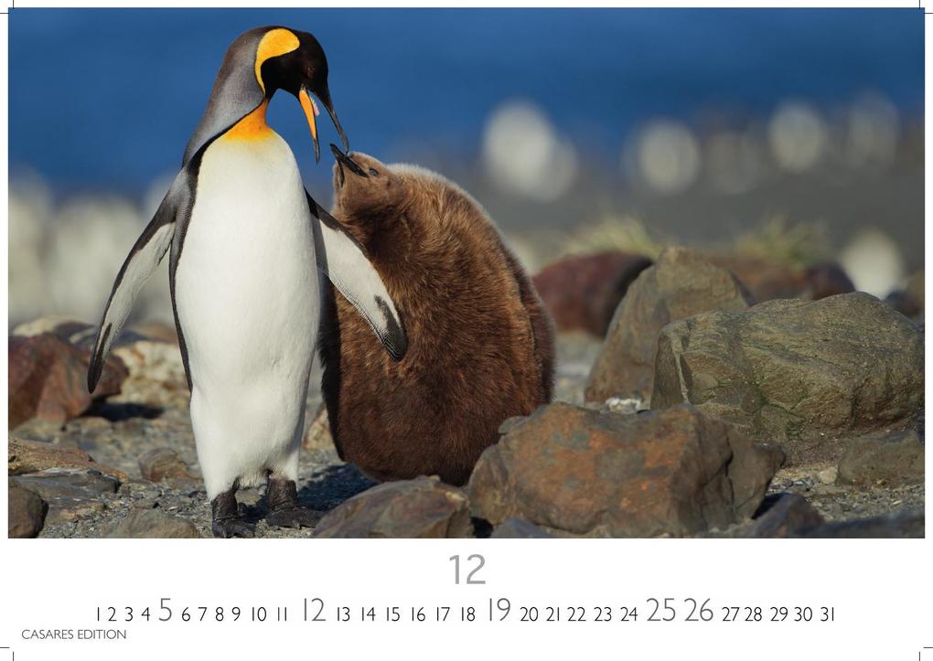 Weitere Ansicht: Pinguine Kalender 2027 - Wandkalender | Fotokalender Tierkalender 35x50cm Grosses Format | . mit niedlichen Pinguin-Motiven im antarktischen Lebensraum.
