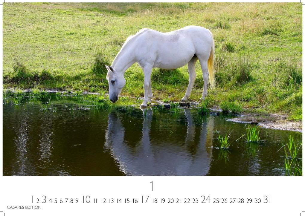 Weitere Ansicht: Pferde Kalender 2027 - Wandkalender | Fotokalender Tierkalender 35x50cm mit 12 wunderschönen Fotos dieser edlen Tiere