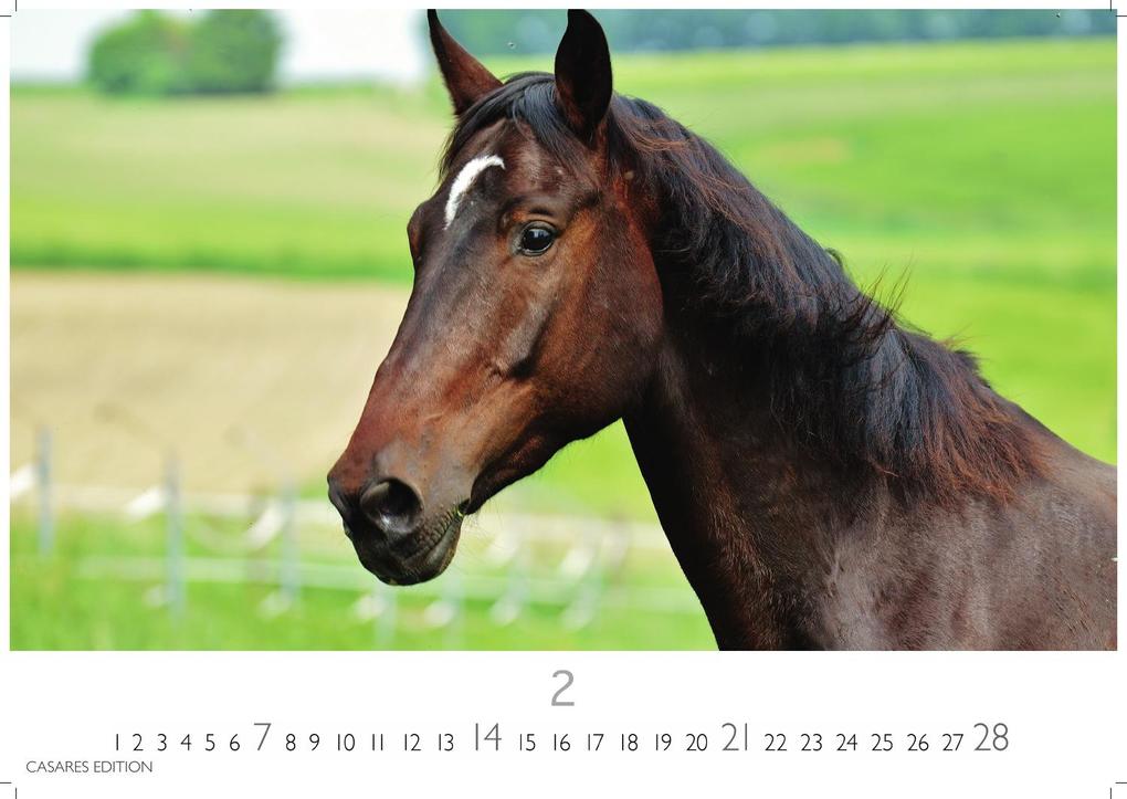 Weitere Ansicht: Pferde Kalender 2027 - Wandkalender | Fotokalender Tierkalender 35x50cm mit 12 wunderschönen Fotos dieser edlen Tiere