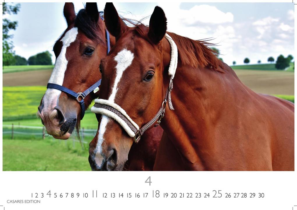Weitere Ansicht: Pferde Kalender 2027 - Wandkalender | Fotokalender Tierkalender 35x50cm mit 12 wunderschönen Fotos dieser edlen Tiere