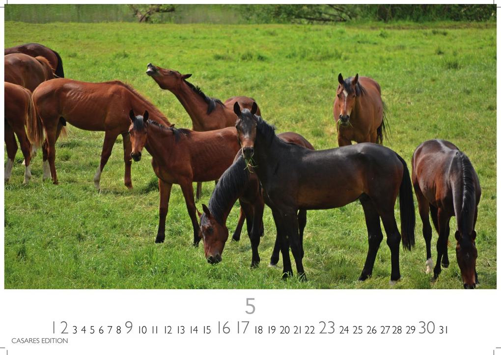 Weitere Ansicht: Pferde Kalender 2027 - Wandkalender | Fotokalender Tierkalender 35x50cm mit 12 wunderschönen Fotos dieser edlen Tiere