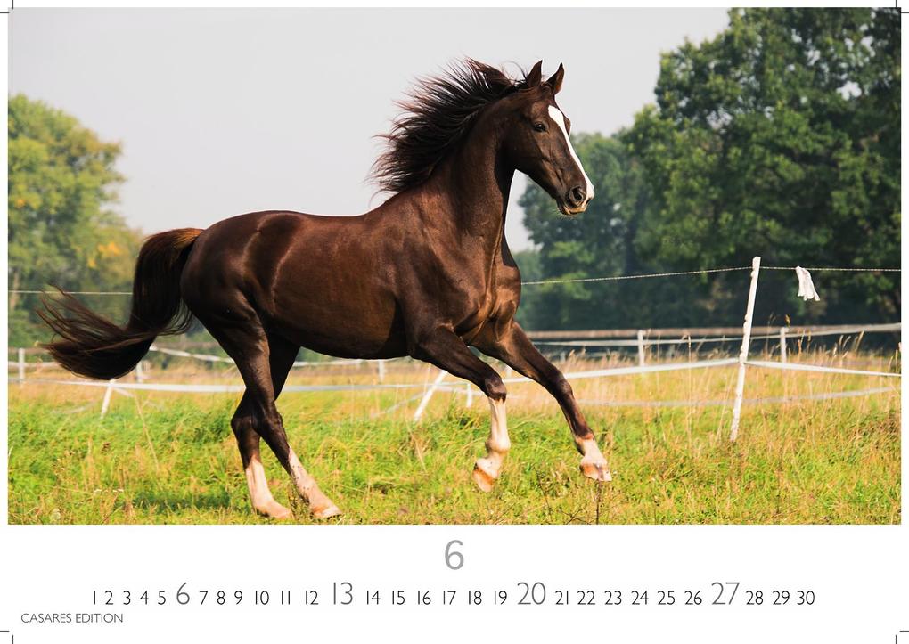 Weitere Ansicht: Pferde Kalender 2027 - Wandkalender | Fotokalender Tierkalender 35x50cm mit 12 wunderschönen Fotos dieser edlen Tiere