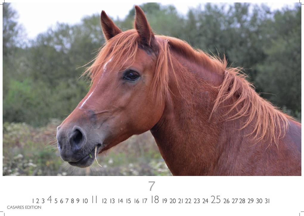 Weitere Ansicht: Pferde Kalender 2027 - Wandkalender | Fotokalender Tierkalender 35x50cm mit 12 wunderschönen Fotos dieser edlen Tiere