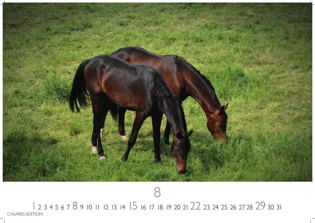 Weitere Ansicht: Pferde Kalender 2027 - Wandkalender | Fotokalender Tierkalender 35x50cm mit 12 wunderschönen Fotos dieser edlen Tiere