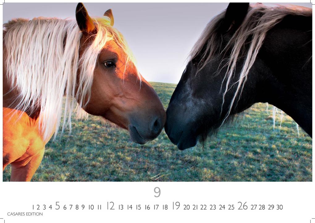 Weitere Ansicht: Pferde Kalender 2027 - Wandkalender | Fotokalender Tierkalender 35x50cm mit 12 wunderschönen Fotos dieser edlen Tiere