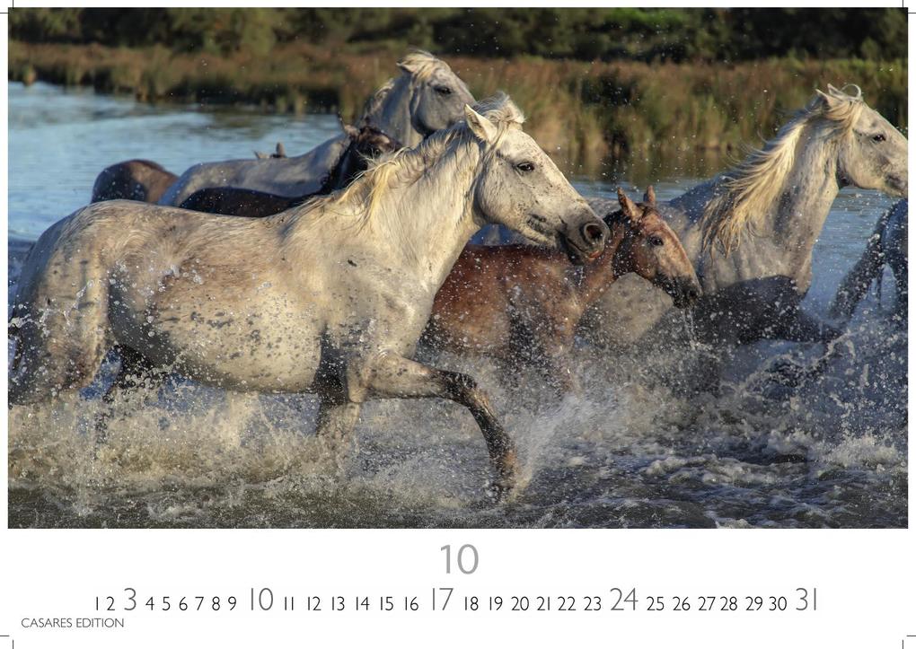 Weitere Ansicht: Pferde Kalender 2027 - Wandkalender | Fotokalender Tierkalender 35x50cm mit 12 wunderschönen Fotos dieser edlen Tiere