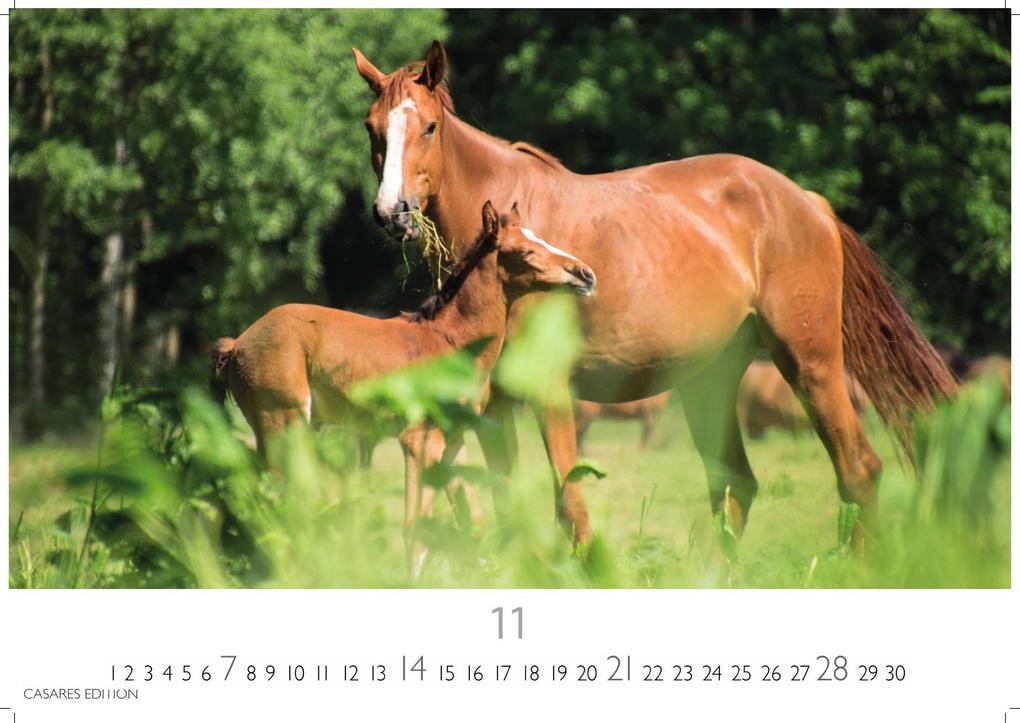 Weitere Ansicht: Pferde Kalender 2027 - Wandkalender | Fotokalender Tierkalender 35x50cm mit 12 wunderschönen Fotos dieser edlen Tiere
