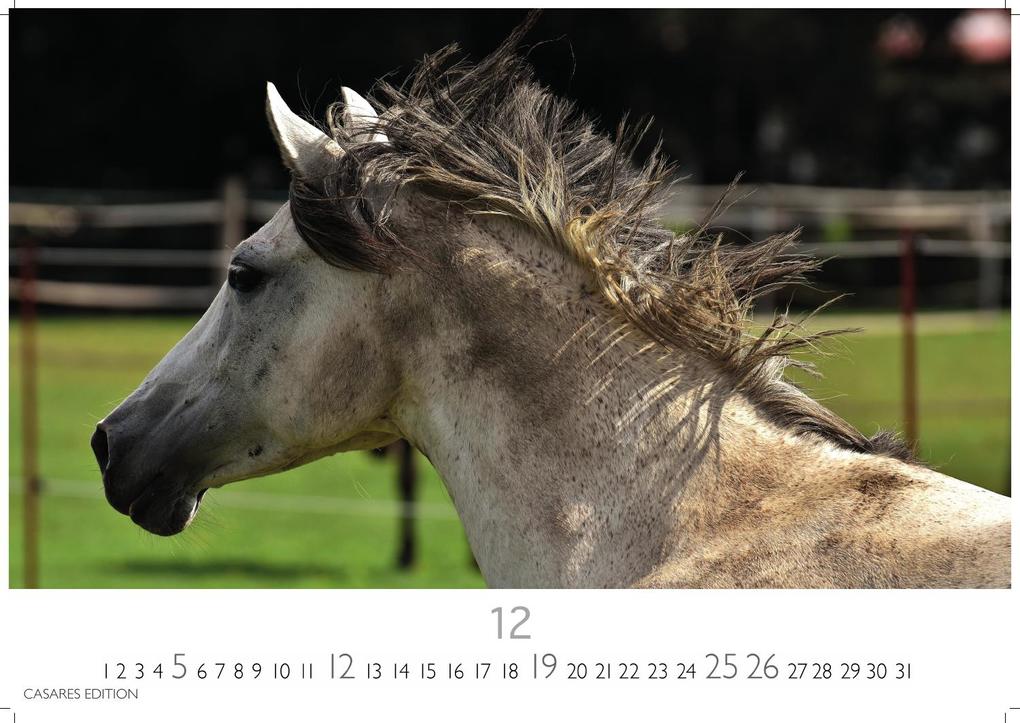 Weitere Ansicht: Pferde Kalender 2027 - Wandkalender | Fotokalender Tierkalender 35x50cm mit 12 wunderschönen Fotos dieser edlen Tiere