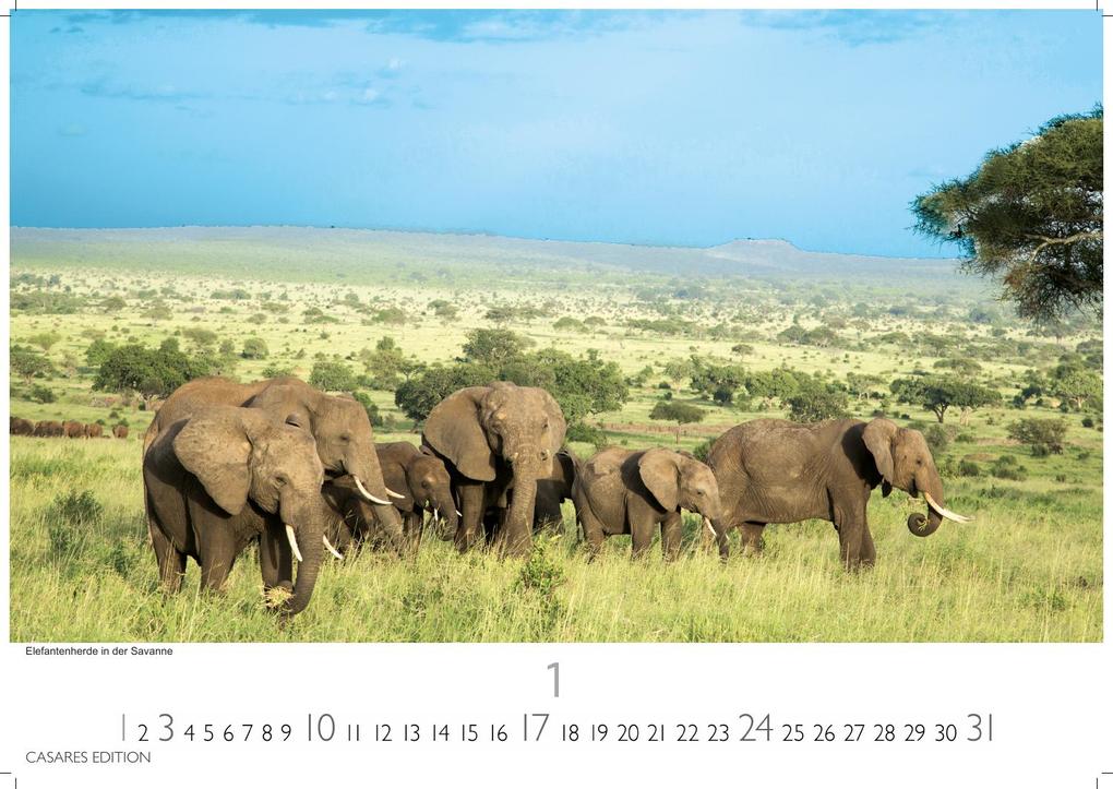 Weitere Ansicht: Südafrika Kalender 2027 - Wandkalender | Fotokalender Afrika 35x50cm - . mit atemberaubenden Natur- und Tierkalenderaufnahmen