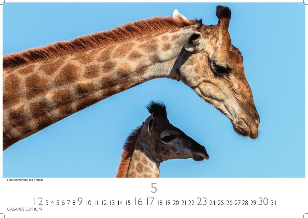 Weitere Ansicht: Südafrika Kalender 2027 - Wandkalender | Fotokalender Afrika 35x50cm - . mit atemberaubenden Natur- und Tierkalenderaufnahmen