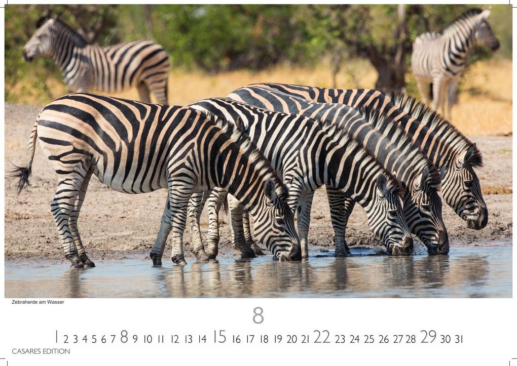 Weitere Ansicht: Südafrika Kalender 2027 - Wandkalender | Fotokalender Afrika 35x50cm - . mit atemberaubenden Natur- und Tierkalenderaufnahmen