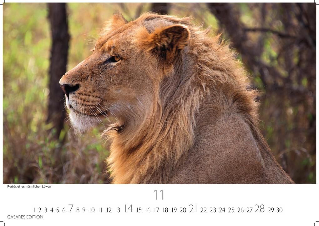 Weitere Ansicht: Südafrika Kalender 2027 - Wandkalender | Fotokalender Afrika 35x50cm - . mit atemberaubenden Natur- und Tierkalenderaufnahmen
