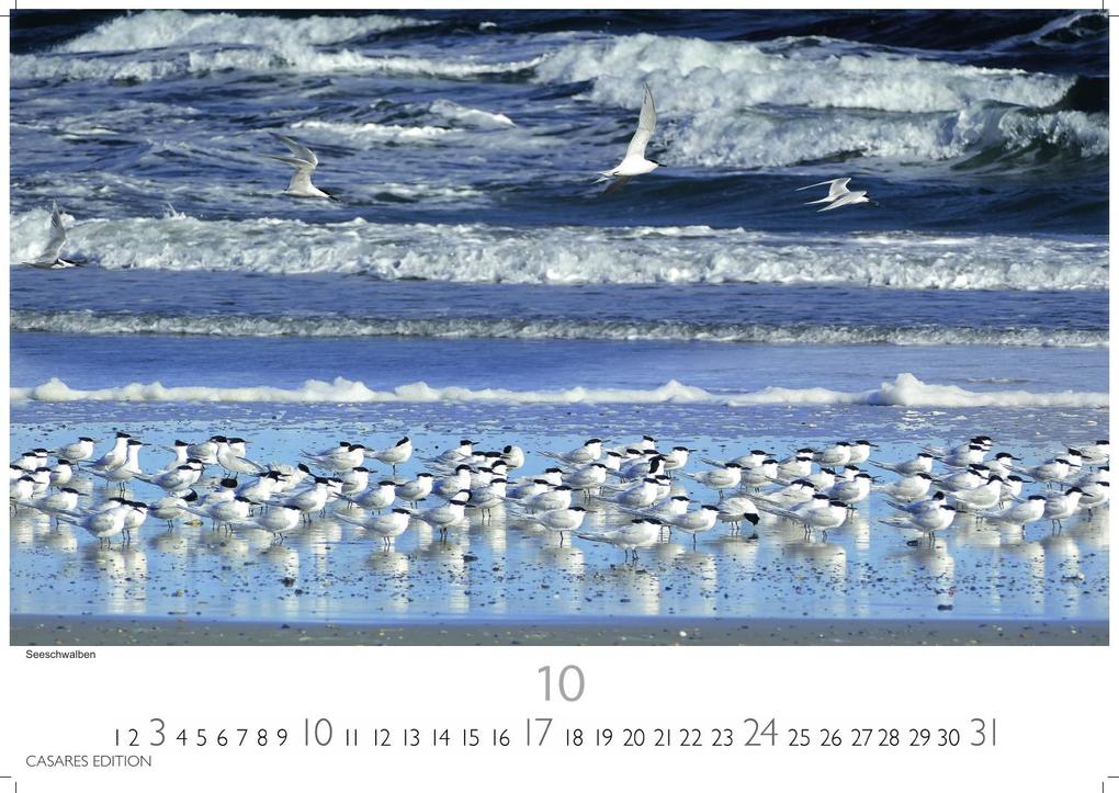 Weitere Ansicht: Nordseeküste Kalender 2027 - Wandkalender | Fotokalender Deutschland 35x24cm | in 12 eindrucksvollen Bildern - Natur, Gezeiten, Strand und weite Horizonte