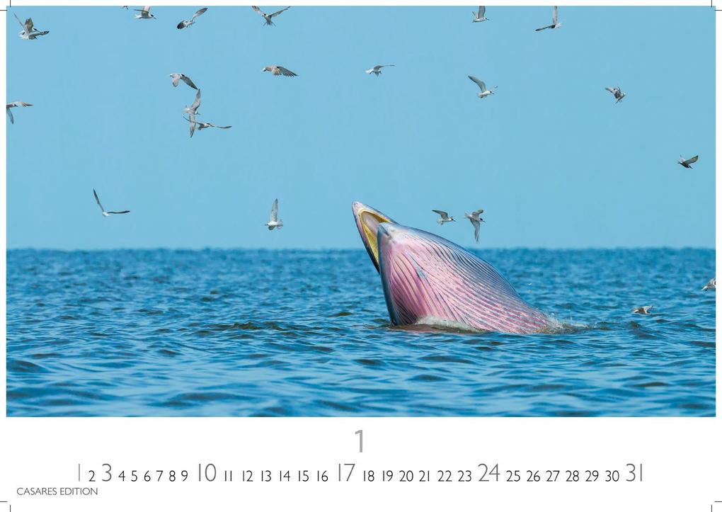 Weitere Ansicht: Wale und Delfine Kalender 2027 - Wandkalender | Fotokalender Tierkalender 24x35cm - Hochwertige Fotografien von Walen und Delfinen, die jeden Monat begeistern.