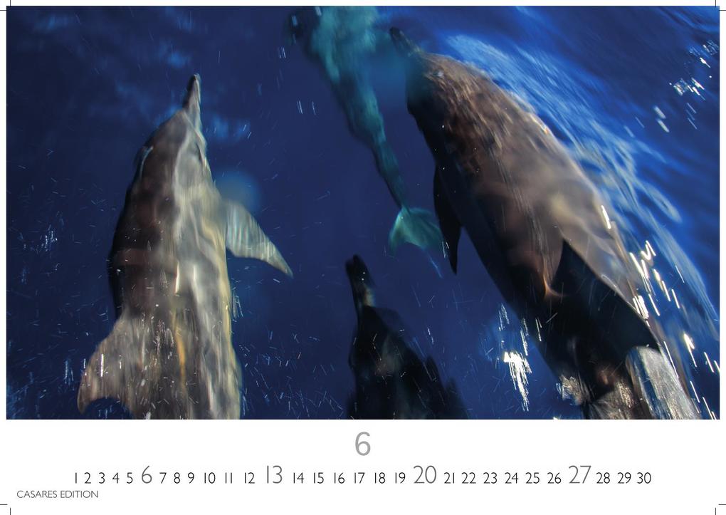 Weitere Ansicht: Wale und Delfine Kalender 2027 - Wandkalender | Fotokalender Tierkalender 24x35cm - Hochwertige Fotografien von Walen und Delfinen, die jeden Monat begeistern.