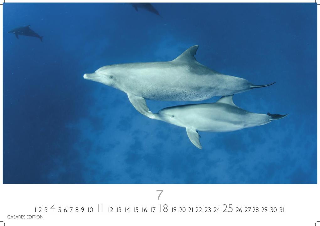 Weitere Ansicht: Wale und Delfine Kalender 2027 - Wandkalender | Fotokalender Tierkalender 24x35cm - Hochwertige Fotografien von Walen und Delfinen, die jeden Monat begeistern.