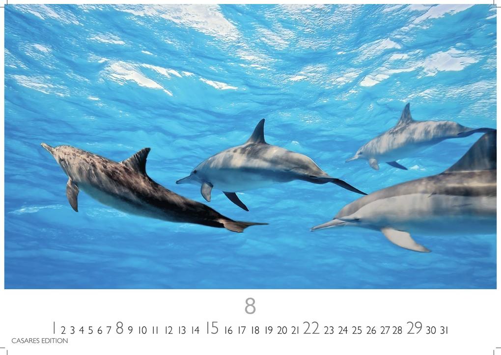 Weitere Ansicht: Wale und Delfine Kalender 2027 - Wandkalender | Fotokalender Tierkalender 24x35cm - Hochwertige Fotografien von Walen und Delfinen, die jeden Monat begeistern.