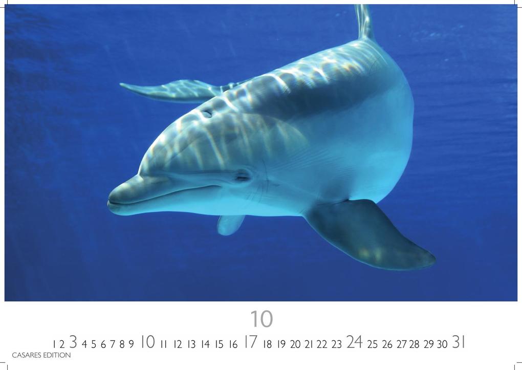 Weitere Ansicht: Wale und Delfine Kalender 2027 - Wandkalender | Fotokalender Tierkalender 24x35cm - Hochwertige Fotografien von Walen und Delfinen, die jeden Monat begeistern.
