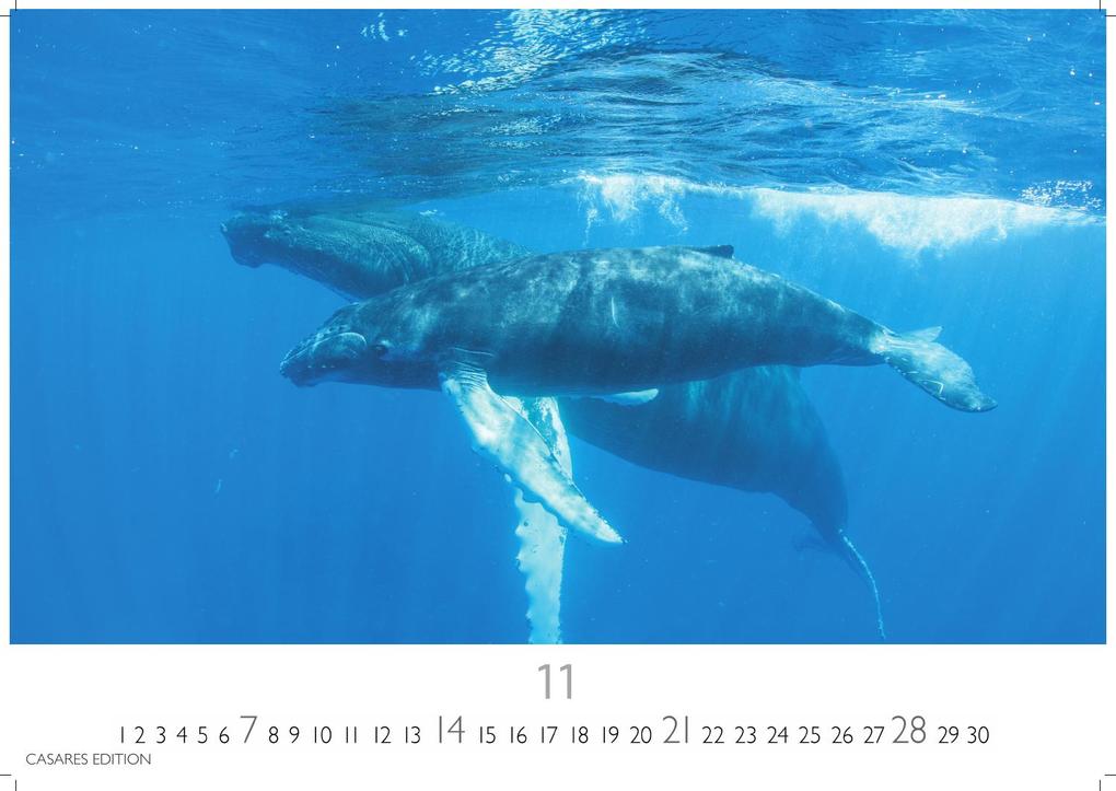 Weitere Ansicht: Wale und Delfine Kalender 2027 - Wandkalender | Fotokalender Tierkalender 24x35cm - Hochwertige Fotografien von Walen und Delfinen, die jeden Monat begeistern.