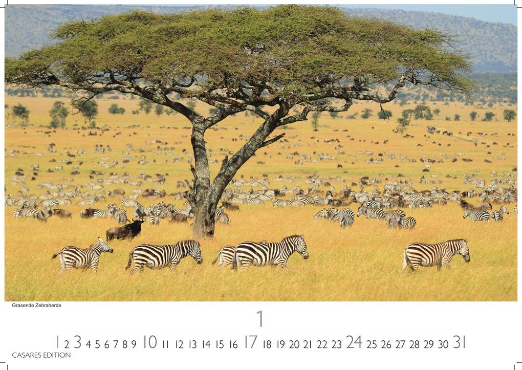 Weitere Ansicht: Wilde Tiere Afrikas Kalender 2027 - Wandkalender | Fotokalender Afrika 24x35cm | Naturfotografie | Tierkalender Afrika | Geschenk für Naturliebhaber