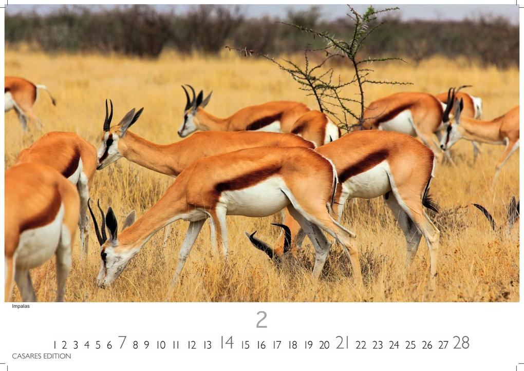 Weitere Ansicht: Wilde Tiere Afrikas Kalender 2027 - Wandkalender | Fotokalender Afrika 24x35cm | Naturfotografie | Tierkalender Afrika | Geschenk für Naturliebhaber