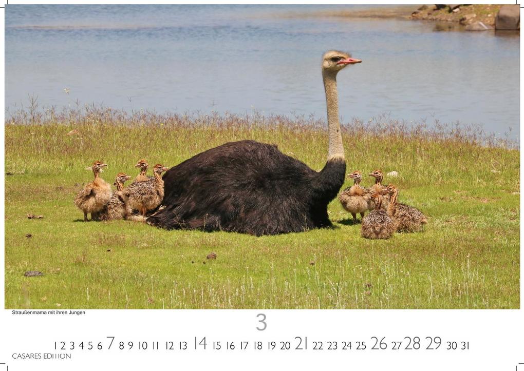 Weitere Ansicht: Wilde Tiere Afrikas Kalender 2027 - Wandkalender | Fotokalender Afrika 24x35cm | Naturfotografie | Tierkalender Afrika | Geschenk für Naturliebhaber