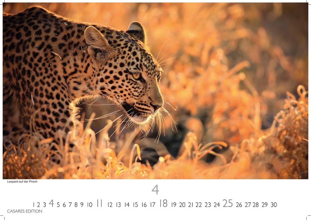 Weitere Ansicht: Wilde Tiere Afrikas Kalender 2027 - Wandkalender | Fotokalender Afrika 24x35cm | Naturfotografie | Tierkalender Afrika | Geschenk für Naturliebhaber