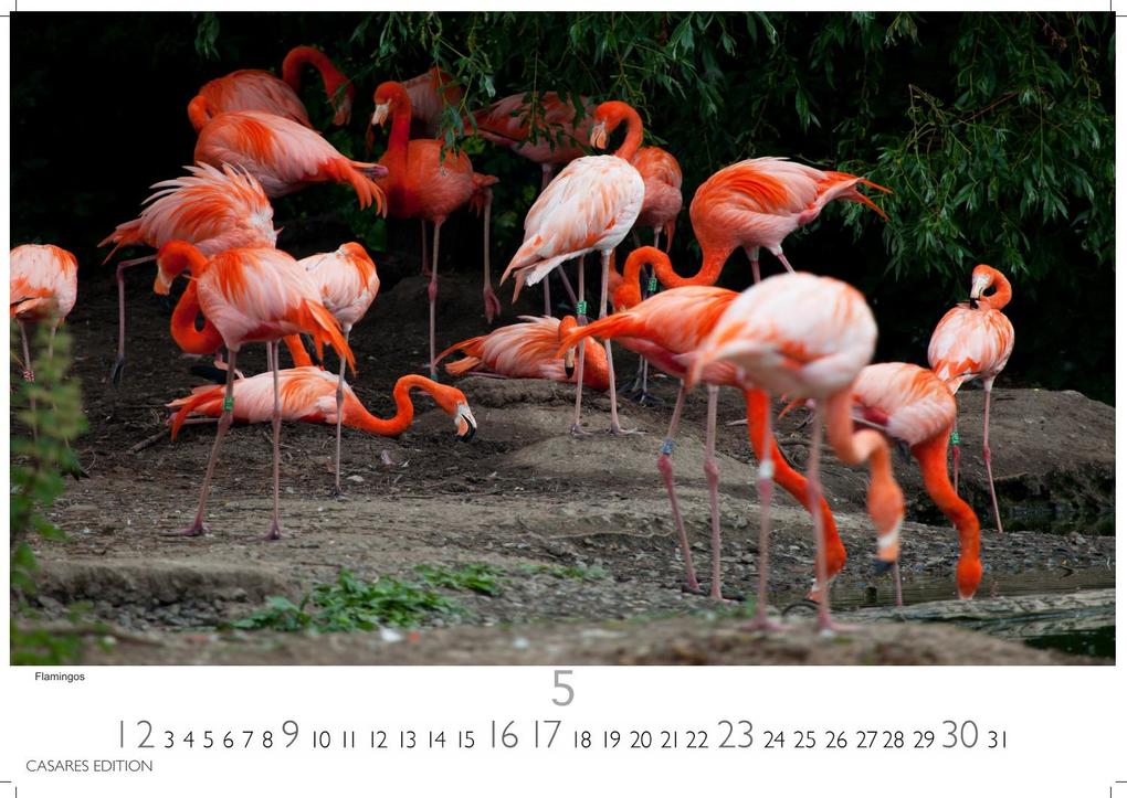 Weitere Ansicht: Wilde Tiere Afrikas Kalender 2027 - Wandkalender | Fotokalender Afrika 24x35cm | Naturfotografie | Tierkalender Afrika | Geschenk für Naturliebhaber