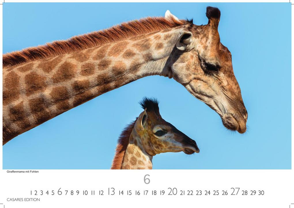Weitere Ansicht: Wilde Tiere Afrikas Kalender 2027 - Wandkalender | Fotokalender Afrika 24x35cm | Naturfotografie | Tierkalender Afrika | Geschenk für Naturliebhaber