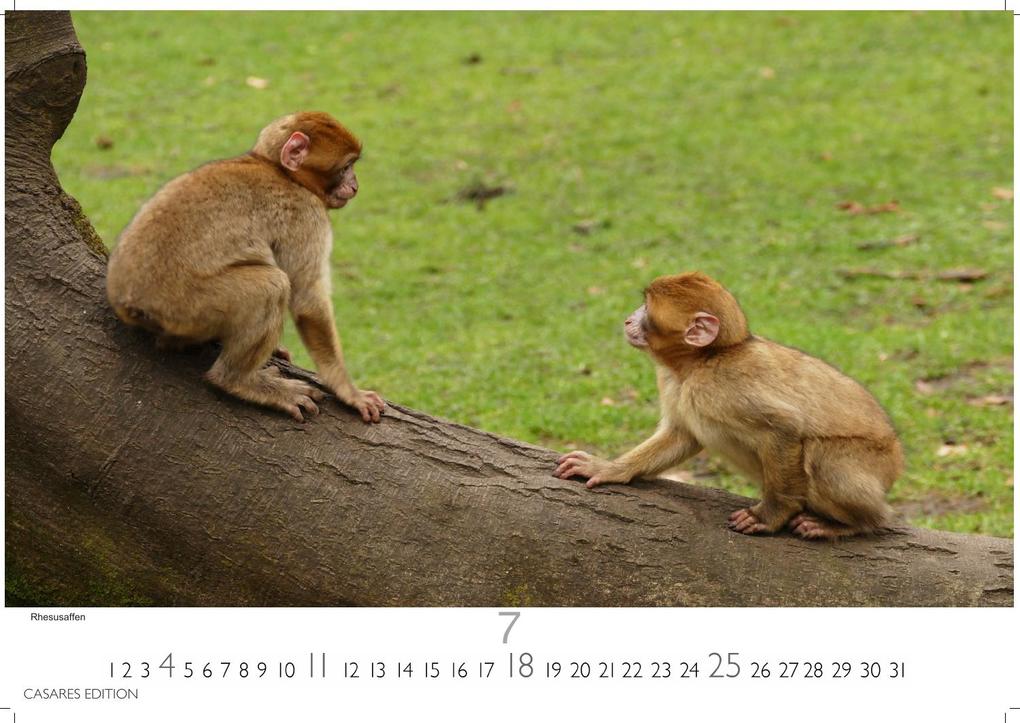 Weitere Ansicht: Wilde Tiere Afrikas Kalender 2027 - Wandkalender | Fotokalender Afrika 24x35cm | Naturfotografie | Tierkalender Afrika | Geschenk für Naturliebhaber