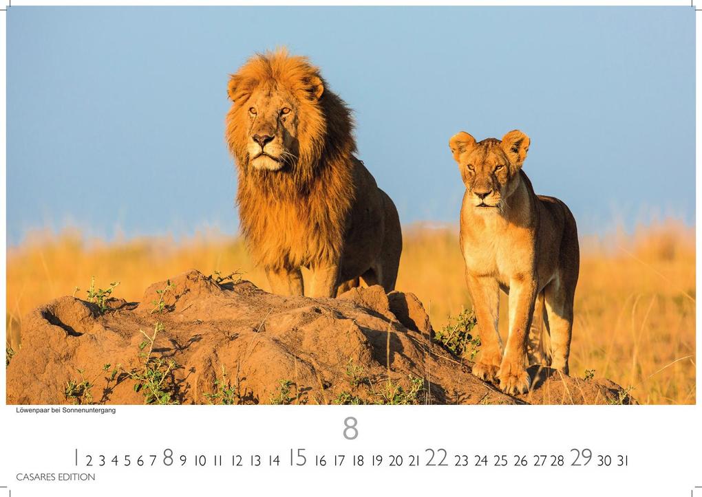 Weitere Ansicht: Wilde Tiere Afrikas Kalender 2027 - Wandkalender | Fotokalender Afrika 24x35cm | Naturfotografie | Tierkalender Afrika | Geschenk für Naturliebhaber