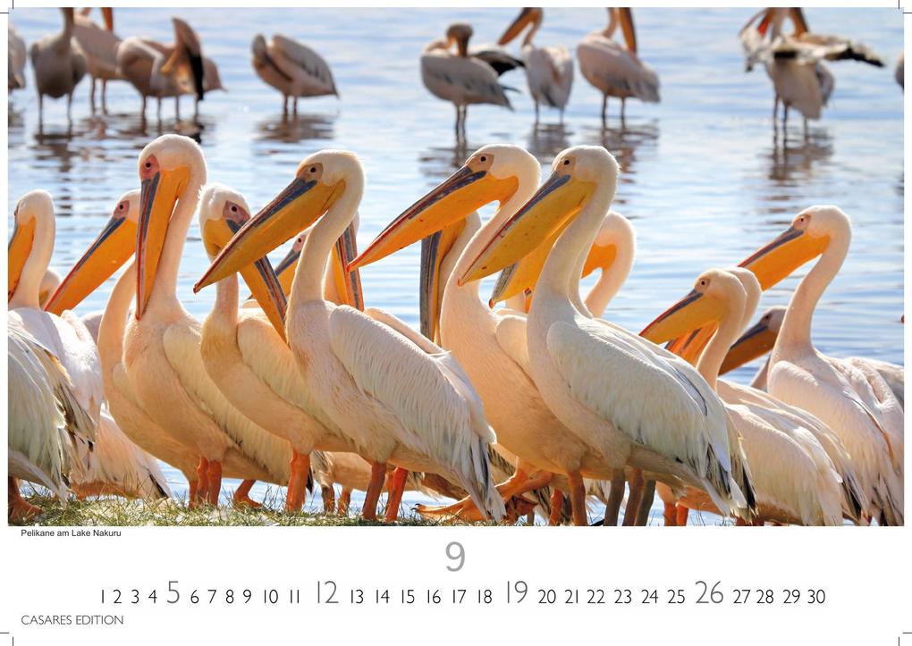 Weitere Ansicht: Wilde Tiere Afrikas Kalender 2027 - Wandkalender | Fotokalender Afrika 24x35cm | Naturfotografie | Tierkalender Afrika | Geschenk für Naturliebhaber