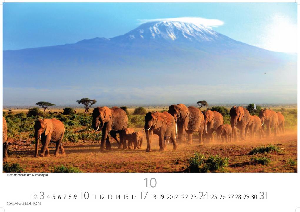 Weitere Ansicht: Wilde Tiere Afrikas Kalender 2027 - Wandkalender | Fotokalender Afrika 24x35cm | Naturfotografie | Tierkalender Afrika | Geschenk für Naturliebhaber
