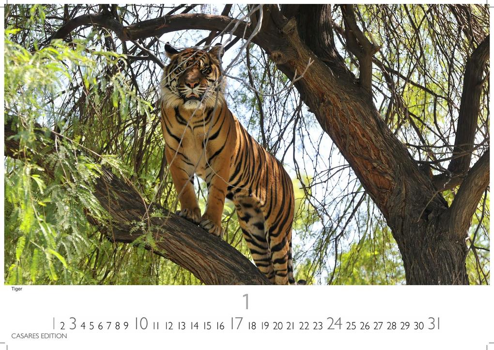 Weitere Ansicht: Big Cats Kalender 2027 - Wandkalender | Fotokalender Tierkalender 24x35cm - Wunderschöner Großkatzen-. mit beeindruckenden Fotos von Tiger| Löwen | Jaguar | Gepard | Luchs | Puma