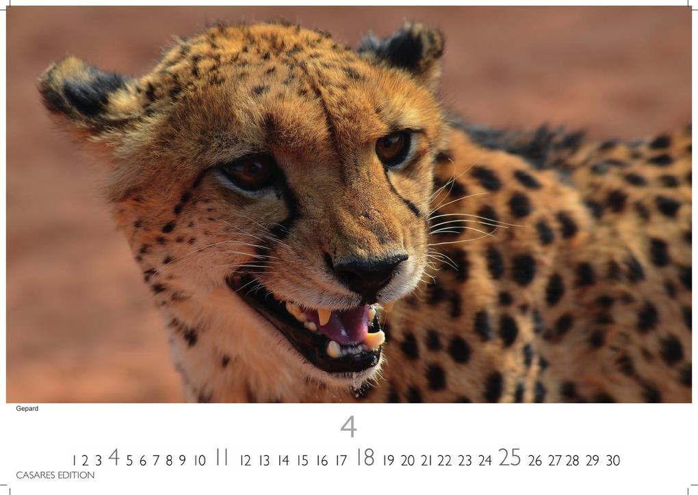 Weitere Ansicht: Big Cats Kalender 2027 - Wandkalender | Fotokalender Tierkalender 24x35cm - Wunderschöner Großkatzen-. mit beeindruckenden Fotos von Tiger| Löwen | Jaguar | Gepard | Luchs | Puma