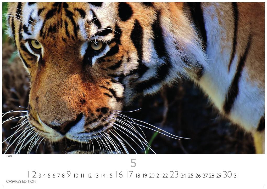 Weitere Ansicht: Big Cats Kalender 2027 - Wandkalender | Fotokalender Tierkalender 24x35cm - Wunderschöner Großkatzen-. mit beeindruckenden Fotos von Tiger| Löwen | Jaguar | Gepard | Luchs | Puma