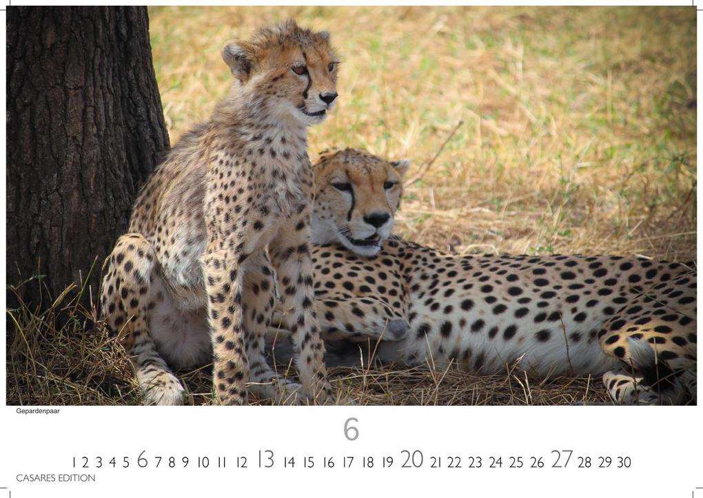 Weitere Ansicht: Big Cats Kalender 2027 - Wandkalender | Fotokalender Tierkalender 24x35cm - Wunderschöner Großkatzen-. mit beeindruckenden Fotos von Tiger| Löwen | Jaguar | Gepard | Luchs | Puma