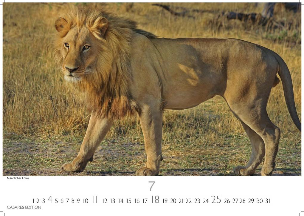 Weitere Ansicht: Big Cats Kalender 2027 - Wandkalender | Fotokalender Tierkalender 24x35cm - Wunderschöner Großkatzen-. mit beeindruckenden Fotos von Tiger| Löwen | Jaguar | Gepard | Luchs | Puma