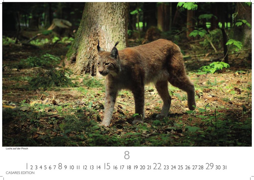 Weitere Ansicht: Big Cats Kalender 2027 - Wandkalender | Fotokalender Tierkalender 24x35cm - Wunderschöner Großkatzen-. mit beeindruckenden Fotos von Tiger| Löwen | Jaguar | Gepard | Luchs | Puma
