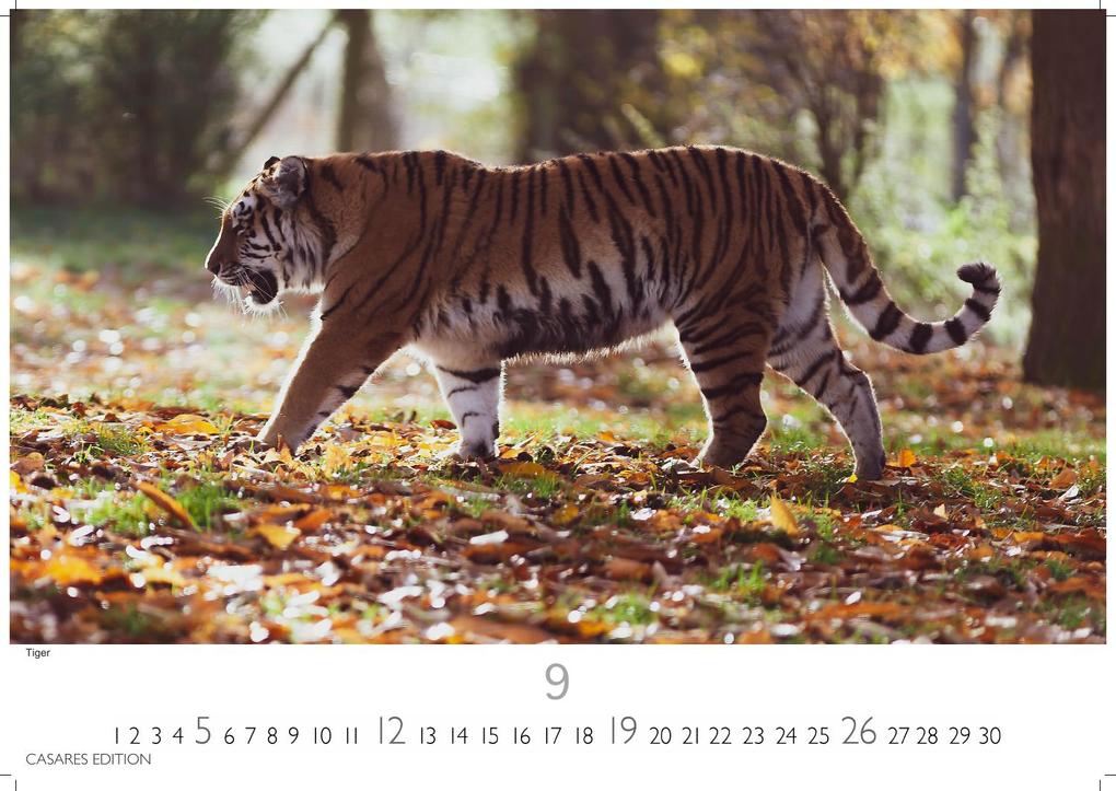 Weitere Ansicht: Big Cats Kalender 2027 - Wandkalender | Fotokalender Tierkalender 24x35cm - Wunderschöner Großkatzen-. mit beeindruckenden Fotos von Tiger| Löwen | Jaguar | Gepard | Luchs | Puma