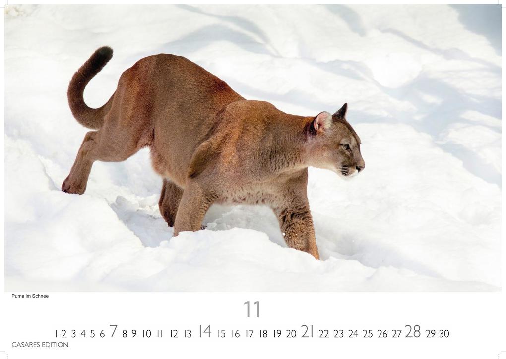 Weitere Ansicht: Big Cats Kalender 2027 - Wandkalender | Fotokalender Tierkalender 24x35cm - Wunderschöner Großkatzen-. mit beeindruckenden Fotos von Tiger| Löwen | Jaguar | Gepard | Luchs | Puma