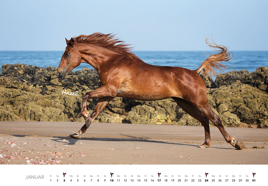 Weitere Ansicht: Pferde Kalender 2027 Wandkalender | Edyta Trojaska-Koch