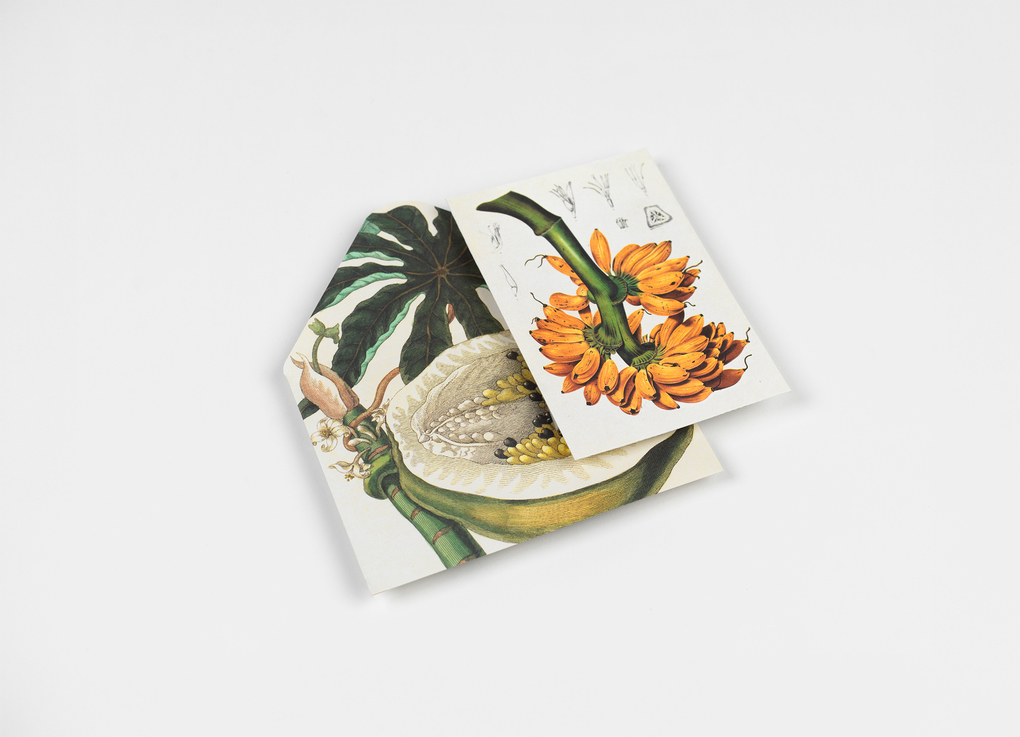 Weitere Ansicht: Natural History | Pepin van Roojen