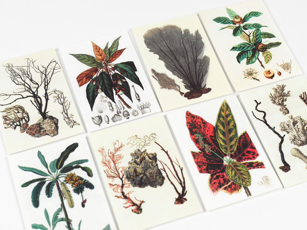 Weitere Ansicht: Natural History | Pepin van Roojen