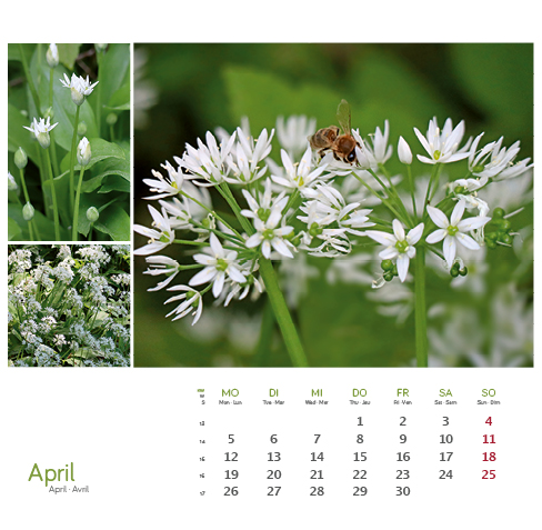 Weitere Ansicht: Heilpfanzen rund um den Bodensee 2027