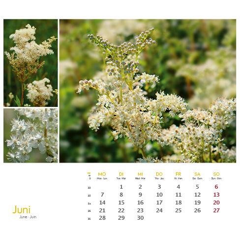 Weitere Ansicht: Heilpfanzen rund um den Bodensee 2027