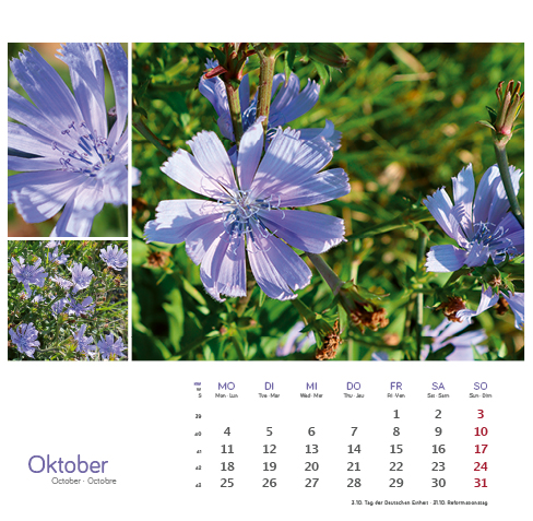 Weitere Ansicht: Heilpfanzen rund um den Bodensee 2027