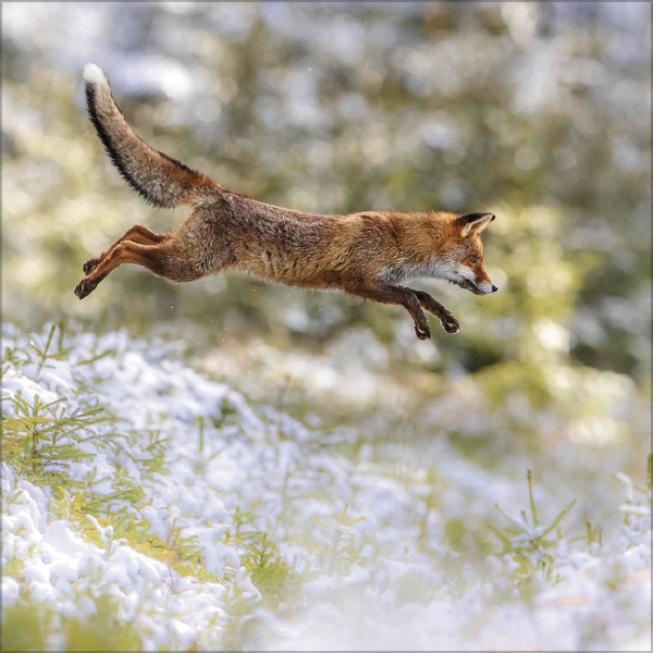 Weitere Ansicht: Moments in Nature 2027